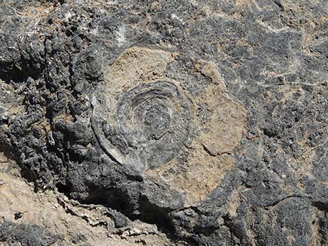 Fossil Ridge Snail Site