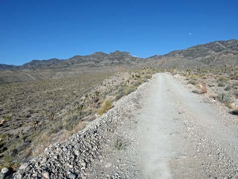 Hidden Forest Road