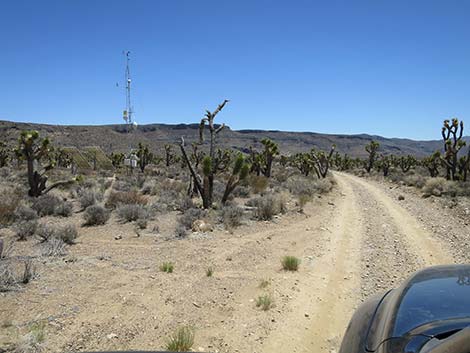 Pine Nut Road