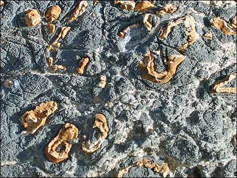 yucca peak fossils