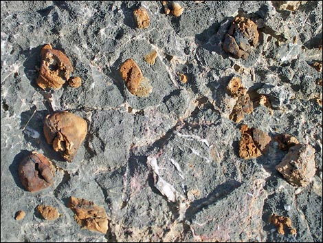 yucca peak fossils