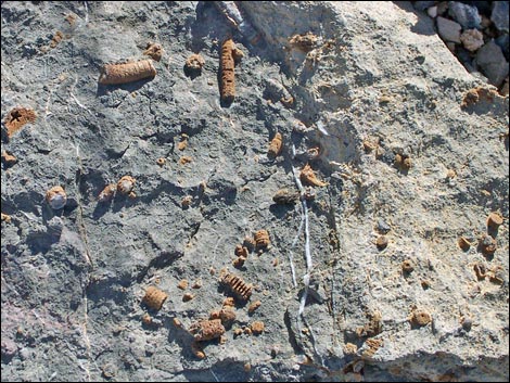 yucca peak fossils