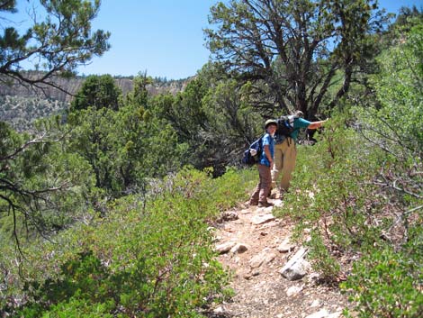 Old Cattle Trail