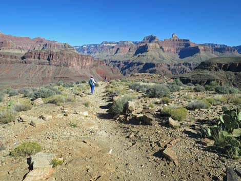 Plateau Point Trail