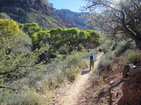 Plateau Point Trail