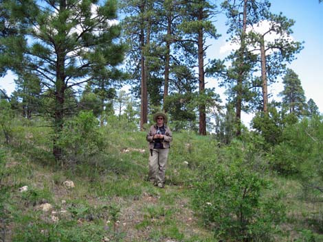 Rainbow Rim Trail