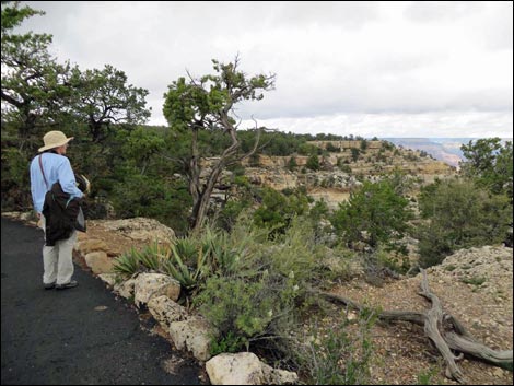 Rim Trail