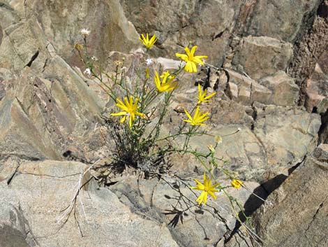 South Kaibab Trail