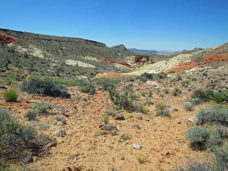 Amber Cat Canyon