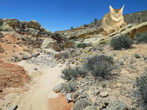 Amber Cat Canyon