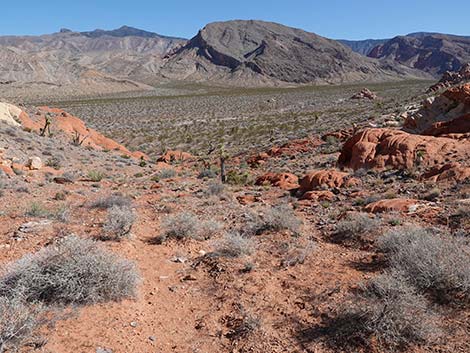 Doodlebug Arch Loop