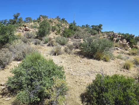 Billy Goat Peak