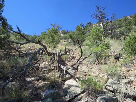 Billy Goat Peak