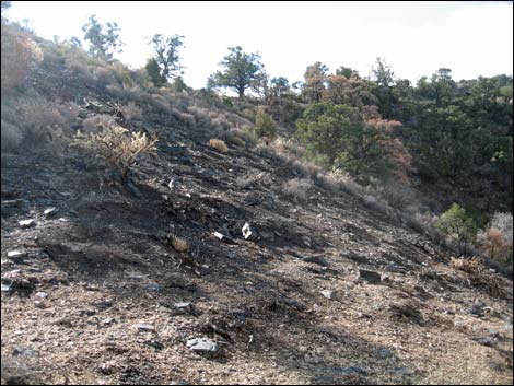 Billy Goat Peak