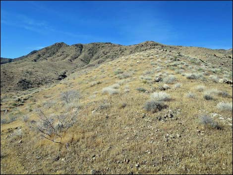 Bonelli Peak