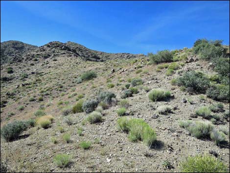 Bonelli Peak