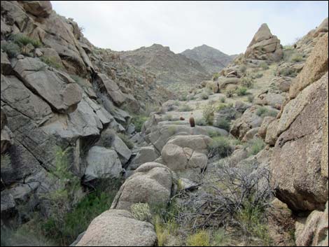 Cottonwood Canyon