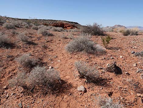 Doodlebug Canyon