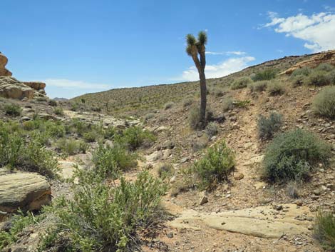 Doodlebug Canyon