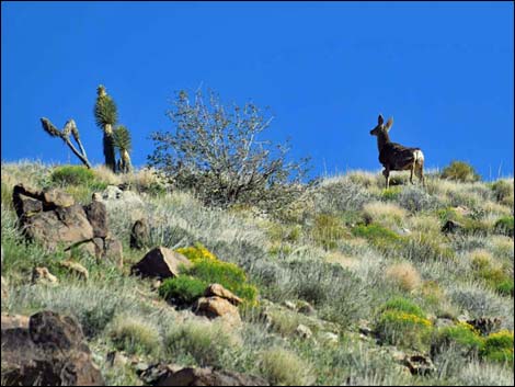 Gold Butte Peak