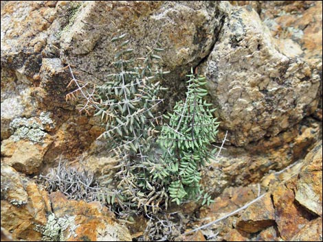 Jumbo Springs Wilderness Area