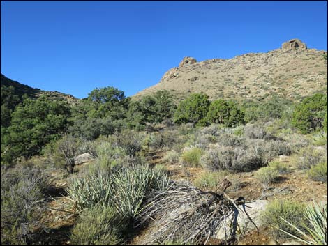 Jumbo Ridge Loop