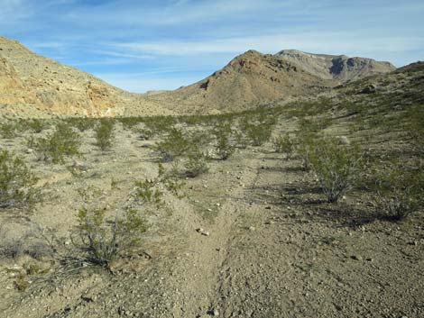 Two Forks Loop