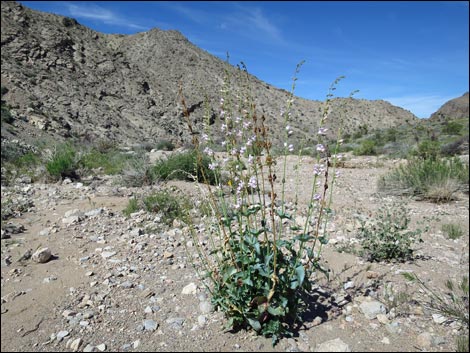 Lime Canyon