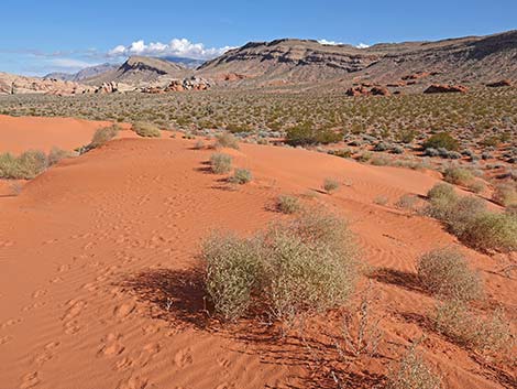 Mud Wash Dunes