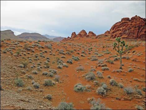 Mud Wash Dunes