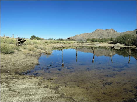 Grapevine Spring Corral