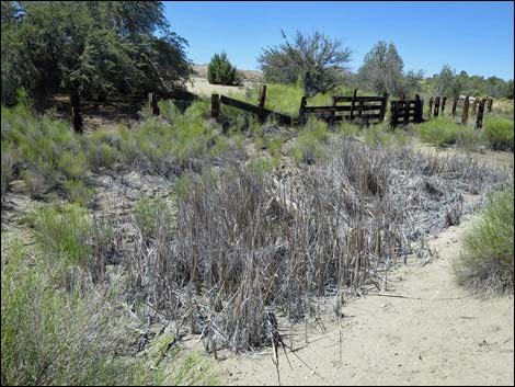 Garden Spring Corral