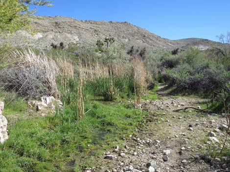 Horse Spring Corral