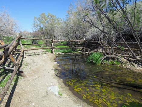 Horse Spring