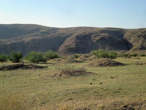 Gold Butte Townsite