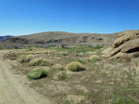 Gold Butte Townsite