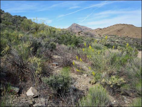 Windmill Mine