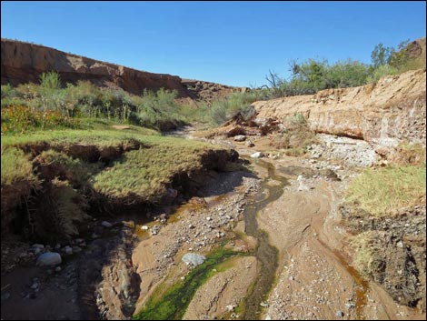 Red Bluff Spring