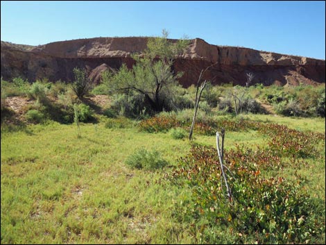 Red Bluff Spring