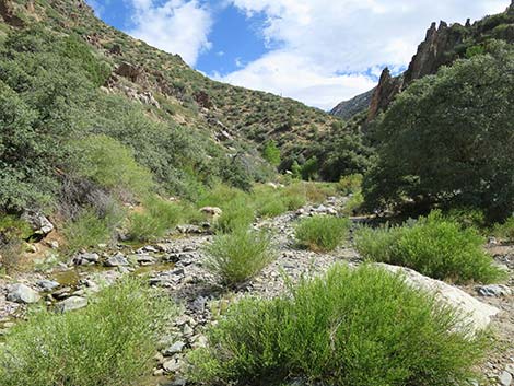 Cabin Canyon Road