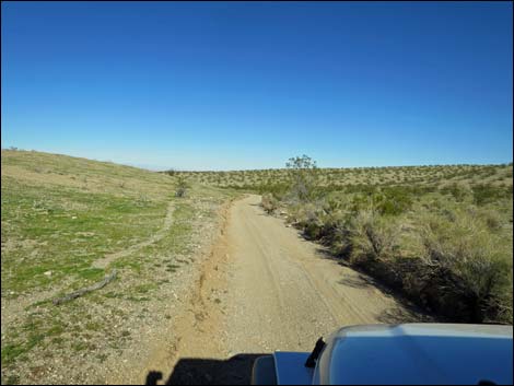 Catclaw Wash Road