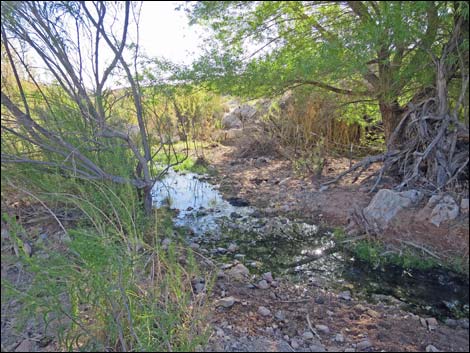 Horse Spring Road