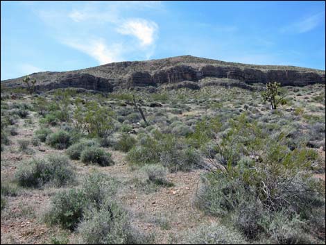 Red Bluff Spring Road