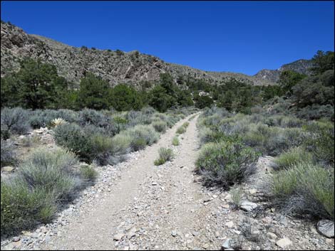 Virgin Peak Road