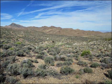 Windmill Mine Road