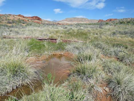 Red Rock Springs