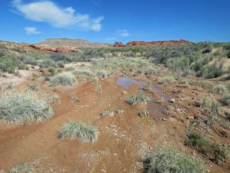 Red Rock Springs