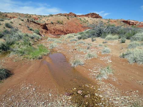 Red Rock Springs