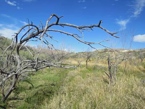 Red Rock Springs