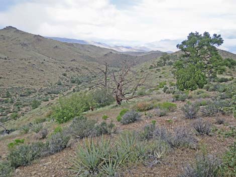 Summit Peak